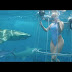PORN STAR MOLLY CAVALLI BITTEN BY SHARK WHILE IN THE UNDERWATER SHOOT